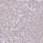 TMEM178B Antibody in Immunohistochemistry (Paraffin) (IHC (P))