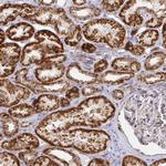 CIT Polyclonal Antibody