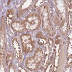 KIAA0090 Antibody in Immunohistochemistry (Paraffin) (IHC (P))