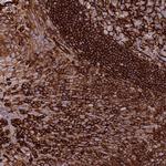 KBTBD6 Antibody in Immunohistochemistry (Paraffin) (IHC (P))