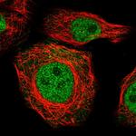 ZNF688 Polyclonal Antibody