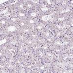 ZNF688 Antibody in Immunohistochemistry (Paraffin) (IHC (P))