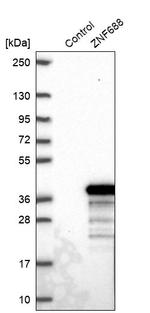 ZNF688 Antibody in Western Blot (WB)