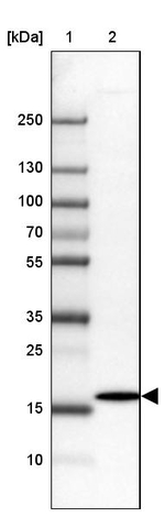 DERL2 Antibody in Western Blot (WB)