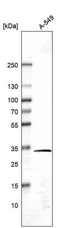 EFHD2 Antibody in Western Blot (WB)