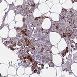 FAM20A Polyclonal Antibody