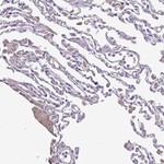 FAM20A Antibody in Immunohistochemistry (Paraffin) (IHC (P))