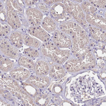 FAM20A Antibody in Immunohistochemistry (Paraffin) (IHC (P))