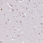 FAM20A Antibody in Immunohistochemistry (Paraffin) (IHC (P))