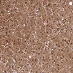 LPPR2 Antibody in Immunohistochemistry (Paraffin) (IHC (P))