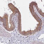 SRP54 Polyclonal Antibody