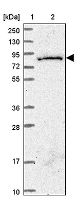 SGSM3 Antibody in Western Blot (WB)