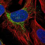 PLEKHJ1 Polyclonal Antibody