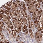 IKZF4 Polyclonal Antibody