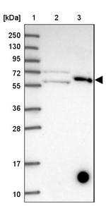 KLHL29 Antibody in Western Blot (WB)