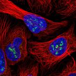 INO80C Polyclonal Antibody