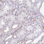 INO80C Antibody in Immunohistochemistry (IHC)
