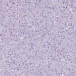 CNFN Antibody in Immunohistochemistry (Paraffin) (IHC (P))