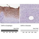 CNFN Antibody in Immunohistochemistry (IHC)