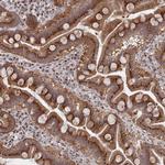FMO4 Antibody in Immunohistochemistry (Paraffin) (IHC (P))