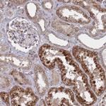 FMO4 Antibody in Immunohistochemistry (Paraffin) (IHC (P))