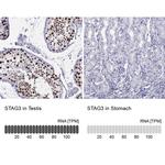 STAG3 Antibody