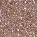 TRIM61 Antibody in Immunohistochemistry (Paraffin) (IHC (P))