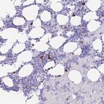 ZFP37 Antibody in Immunohistochemistry (Paraffin) (IHC (P))
