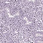 FAM55A Polyclonal Antibody