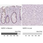 FAM55A Antibody in Immunohistochemistry (IHC)