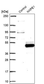 FAM55A Antibody in Western Blot (WB)