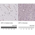 DPF1 Antibody