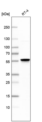 DPF1 Antibody in Western Blot (WB)