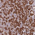 PEX7 Polyclonal Antibody