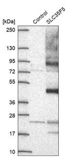 SLC35F5 Antibody in Western Blot (WB)