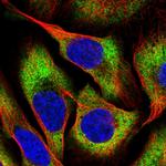 CHAC2 Polyclonal Antibody