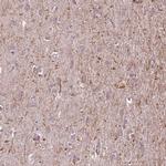 EGFL4 Polyclonal Antibody