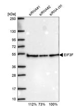 eIF3f Antibody in Western Blot (WB)