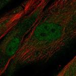 PRR16 Polyclonal Antibody