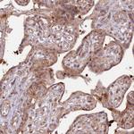 PRR16 Antibody in Immunohistochemistry (Paraffin) (IHC (P))