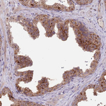 PRR16 Antibody in Immunohistochemistry (Paraffin) (IHC (P))