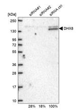DHX8 Antibody
