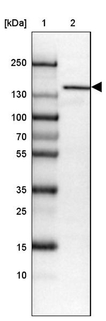 HYOU1 Antibody in Western Blot (WB)