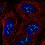 MYRFL Polyclonal Antibody