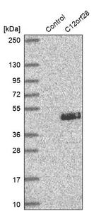 MYRFL Antibody in Western Blot (WB)