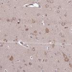 PLD6 Antibody in Immunohistochemistry (Paraffin) (IHC (P))