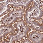 PLD6 Antibody in Immunohistochemistry (Paraffin) (IHC (P))