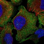 C16orf74 Polyclonal Antibody