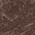 LILRA4 Antibody in Immunohistochemistry (IHC)