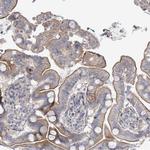 LILRA4 Antibody in Immunohistochemistry (Paraffin) (IHC (P))